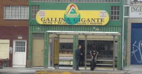 GALLINA GIGANTE EN PIE Y EN CANAL POLLOS Y HUEVOS BOGOTÁ GALLINA GIGANTE EN PIE Y EN CANAL POLLOS Y HUEVOS BOGOTÁ